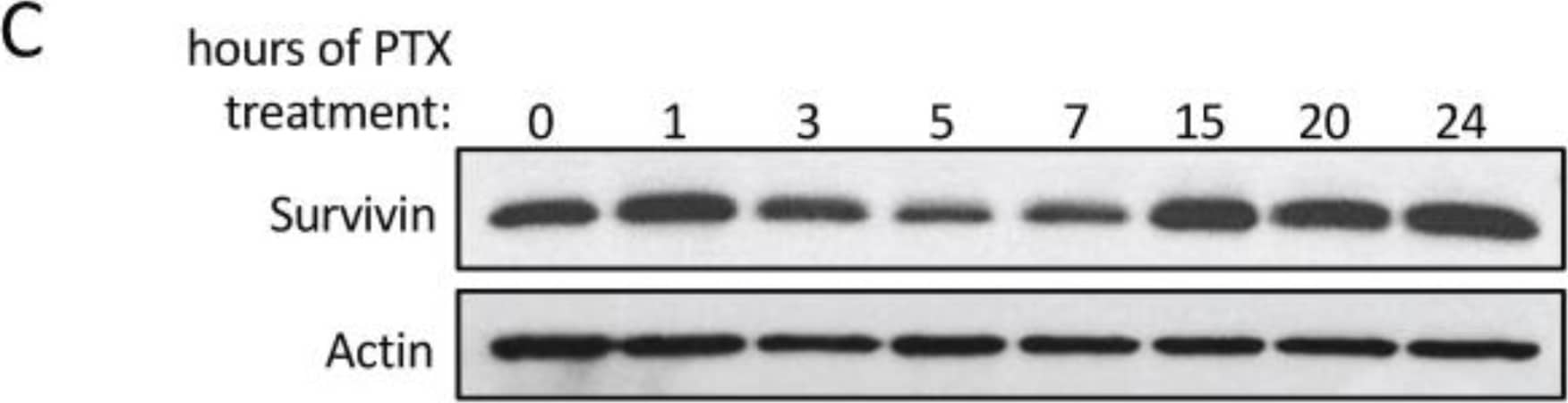 Survivin Antibody - BSA Free