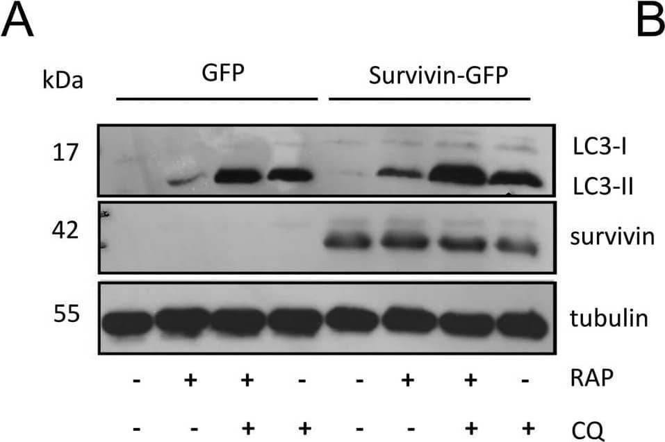 Survivin Antibody - BSA Free