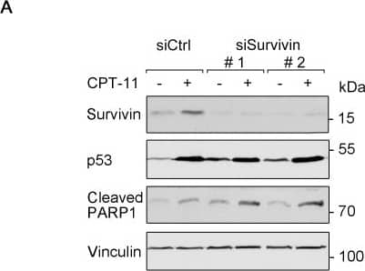 Survivin Antibody - BSA Free