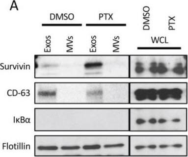 Survivin Antibody - BSA Free