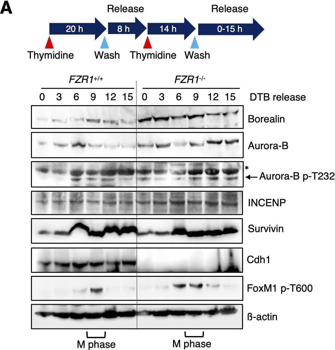 Survivin Antibody - BSA Free