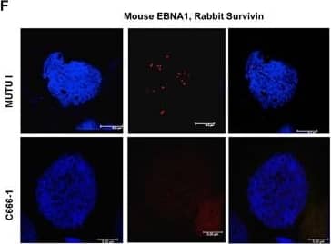 Survivin Antibody - BSA Free