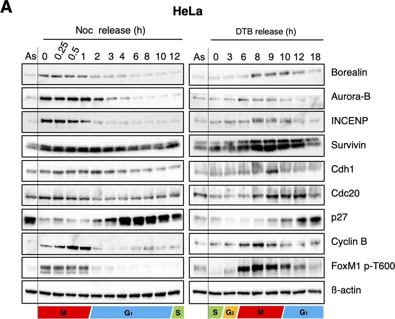 Survivin Antibody - BSA Free