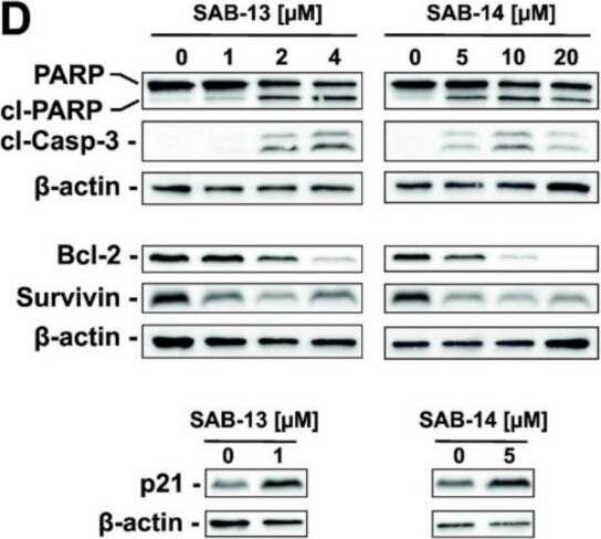 Survivin Antibody - BSA Free