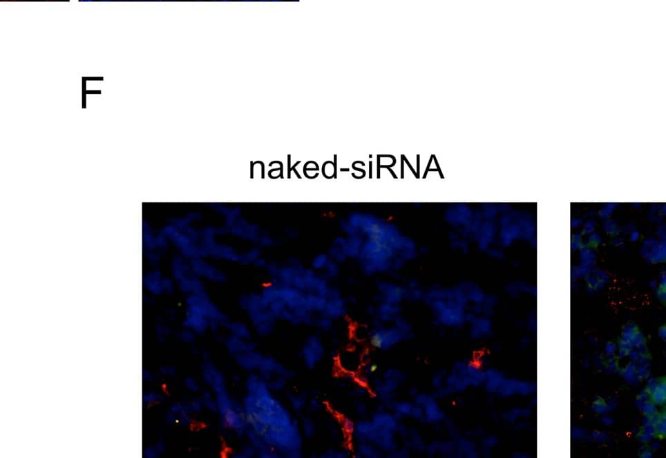 Survivin Antibody - BSA Free