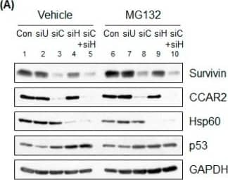 Survivin Antibody - BSA Free