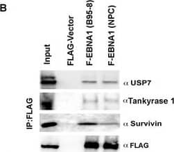 Survivin Antibody - BSA Free