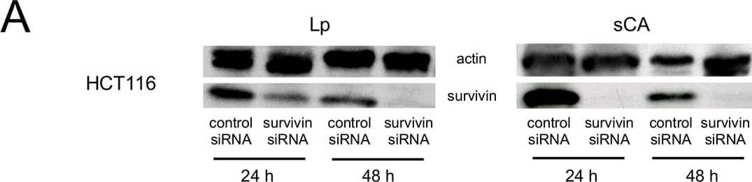 Survivin Antibody - BSA Free