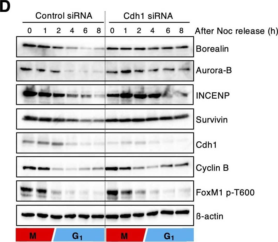 Survivin Antibody - BSA Free