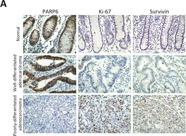 Survivin Antibody - BSA Free