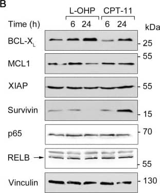 Survivin Antibody - BSA Free