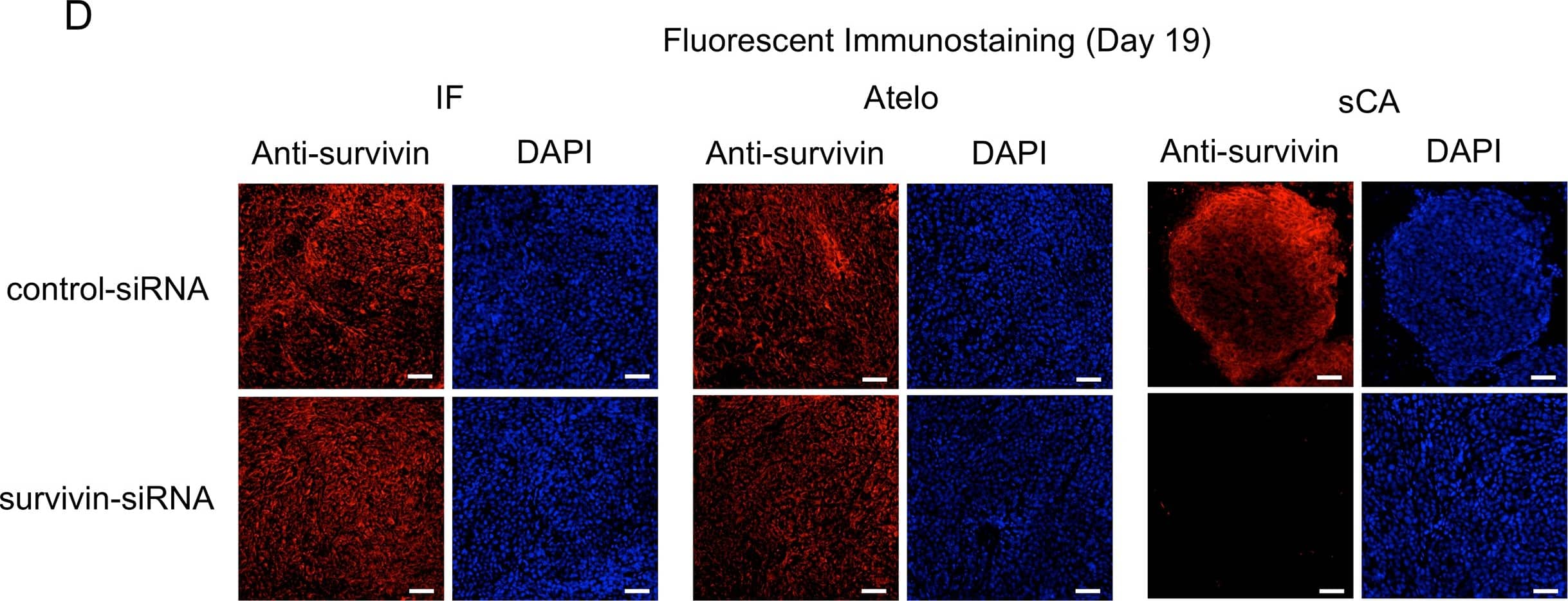 Survivin Antibody - BSA Free
