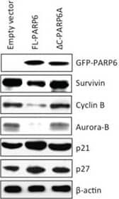 Survivin Antibody - BSA Free