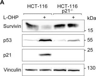 Survivin Antibody - BSA Free