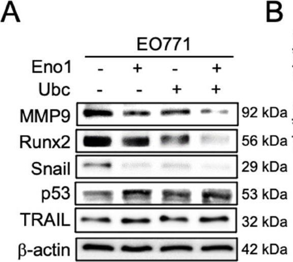 TRAIL/TNFSF10 Antibody - BSA Free
