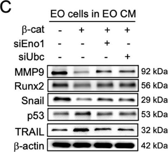 TRAIL/TNFSF10 Antibody - BSA Free