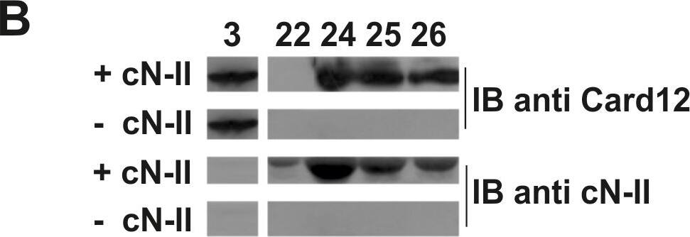CARD12 Antibody - BSA Free
