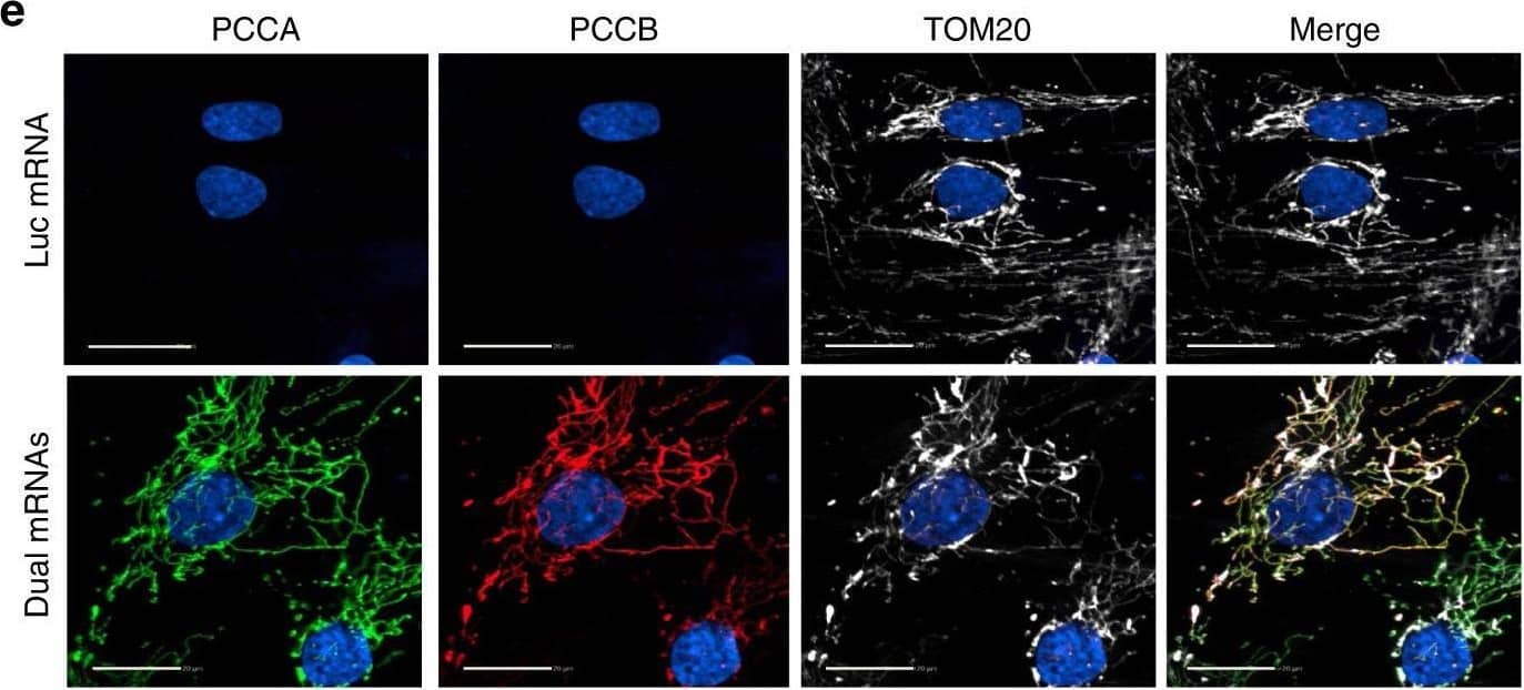 PCCB Antibody - BSA Free