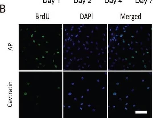 Bromodeoxyuridine/BrdU Antibody - Azide and BSA Free