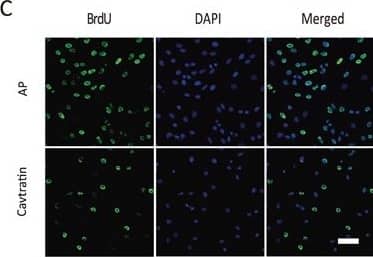 Bromodeoxyuridine/BrdU Antibody - Azide and BSA Free