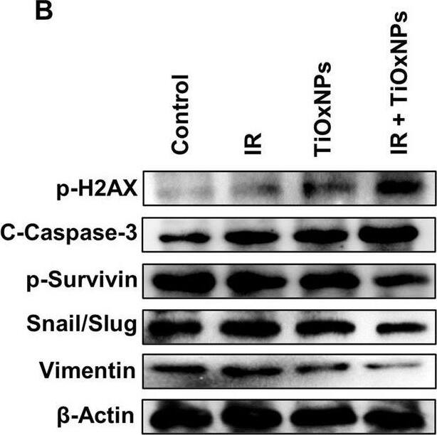 Survivin [p Thr34] Antibody