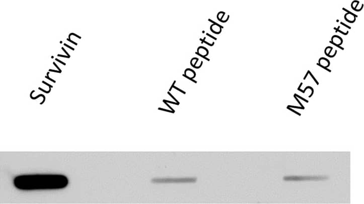 Survivin Antibody (60.11) - BSA Free