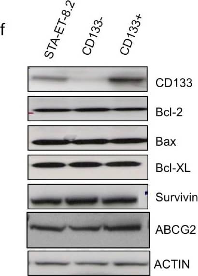 Survivin Antibody (60.11) - BSA Free