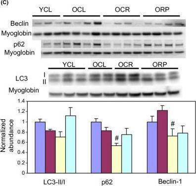 Beclin 1 Antibody - BSA Free
