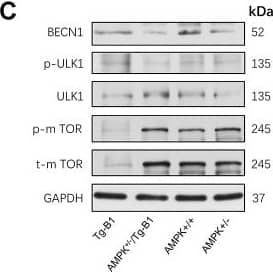 Beclin 1 Antibody - BSA Free