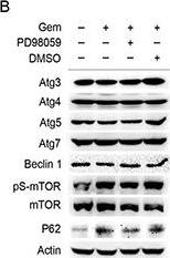Beclin 1 Antibody - BSA Free