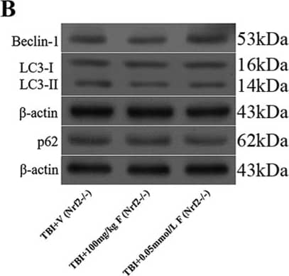 Beclin 1 Antibody - BSA Free