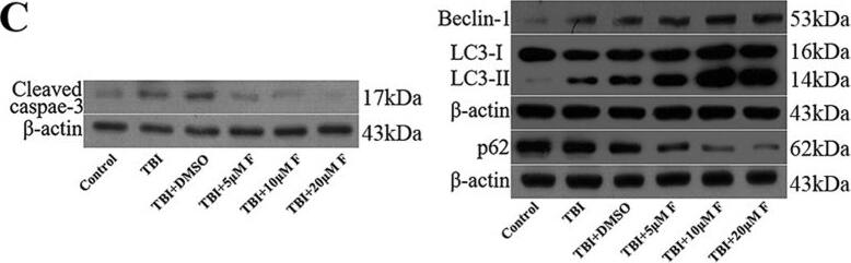 Beclin 1 Antibody - BSA Free