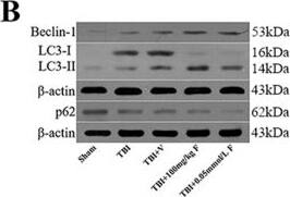 Beclin 1 Antibody - BSA Free