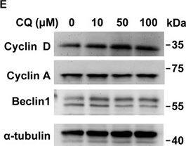 Beclin 1 Antibody - BSA Free