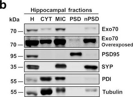 alpha Tubulin Antibody (TU-01) - BSA Free