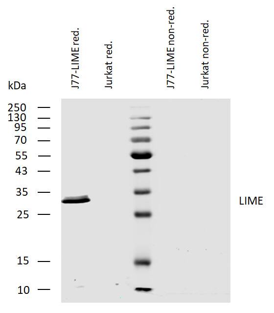 LIME Antibody (LIME-10) - BSA Free Western Blot: LIME Antibody (LIME-10) - BSA Free [NB500-343]