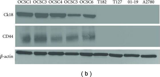 CD44 Antibody (MEM-263) - BSA Free