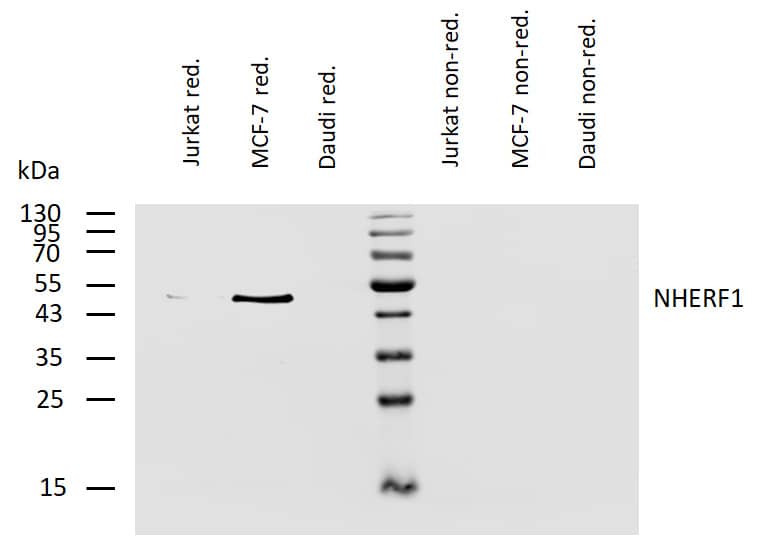 NHERF-1 Antibody (EBP-10) - BSA Free Western Blot: NHERF-1 Antibody (EBP-10) - BSA Free [NB500-488]