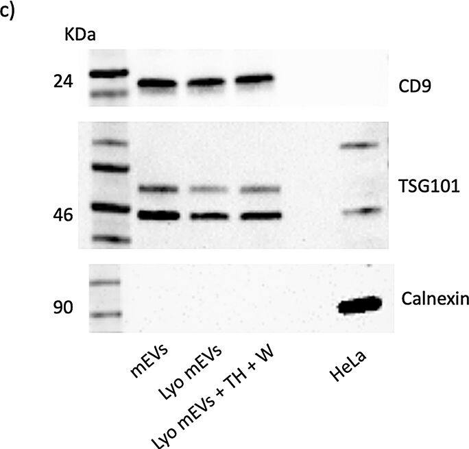 CD9 Antibody (IVA50) - BSA Free