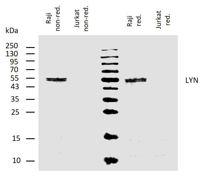 Lyn Antibody (LYN-01) - BSA Free Western Blot: Lyn Antibody (LYN-01) - BSA Free [NB500-519]