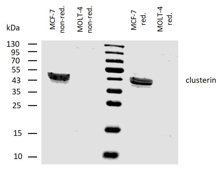 Clusterin/APOJ Antibody (Hs-3) - BSA Free Western Blot: Clusterin/APOJ Antibody (Hs-3) - BSA Free [NB500-552]
