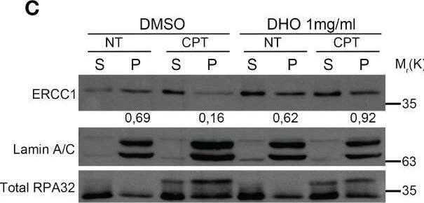 ERCC1 Antibody (8F1) - BSA Free