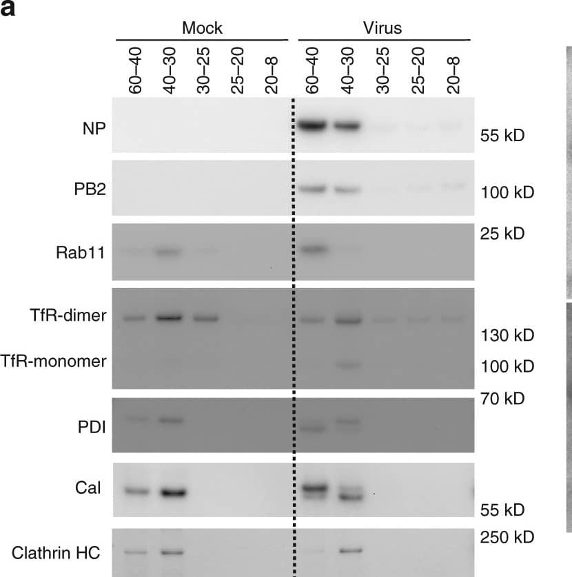 Calreticulin Antibody - BSA Free