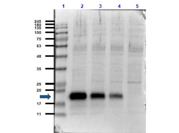 IL-6 Antibody