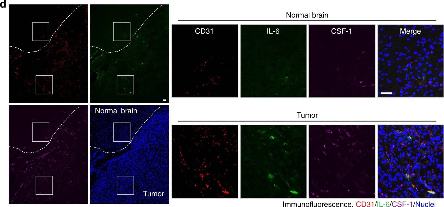 IL-6 Antibody