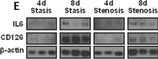 IL-6 Antibody - Azide and BSA Free
