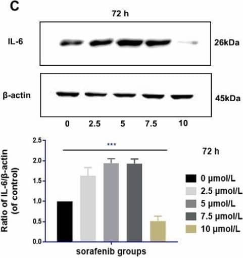 IL-6 Antibody - Azide and BSA Free