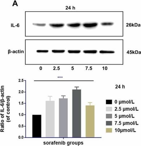 IL-6 Antibody - Azide and BSA Free