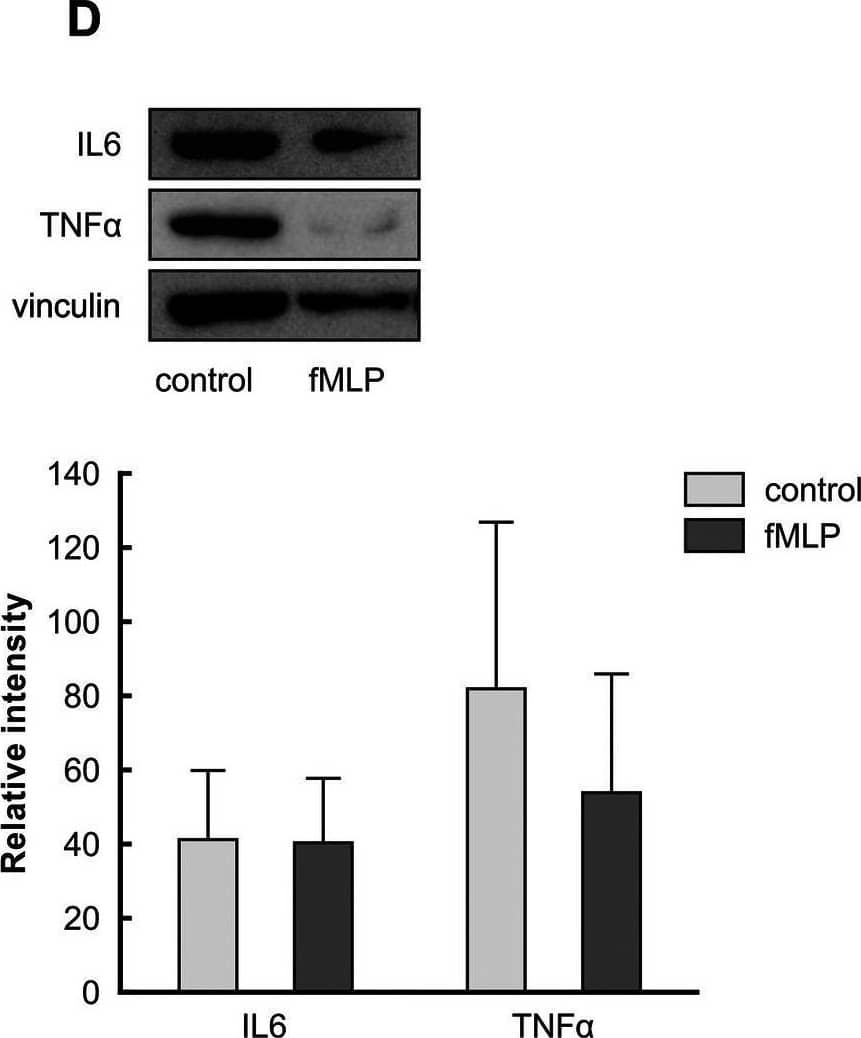 IL-6 Antibody - Azide and BSA Free