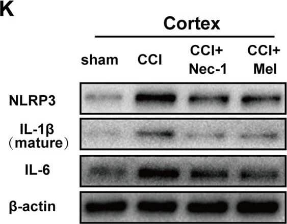 IL-6 Antibody - Azide and BSA Free